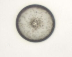 Coscinodiscus sp. A common north-east Pacific marine diatom.