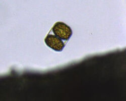 Marine diatom Marine diatom