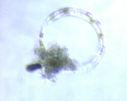 Guinnardia sp. A common north-east Pacific marine diatom.