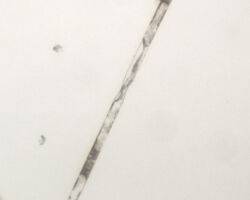 Pseudo-nitzschia sp. A common north-east Pacific marine diatom.