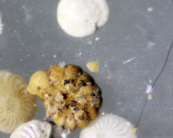 Elphidium crispum Elphidium crispum