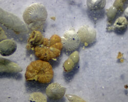 Foraminiferal tests Foraminiferal tests