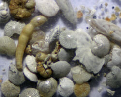 Foraminiferal tests Foraminiferal tests