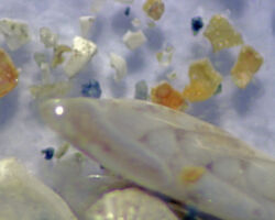 Foraminiferal tests and sand grains Foraminiferal tests