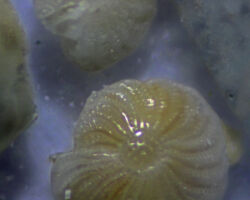 Elphidium crispum Elphidium crispum