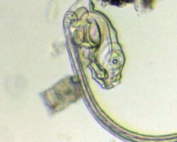 Close-up view of Larvacean